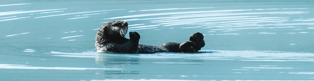 Why True Wellbeing Needs Nature — Even If We Think It Doesn’t