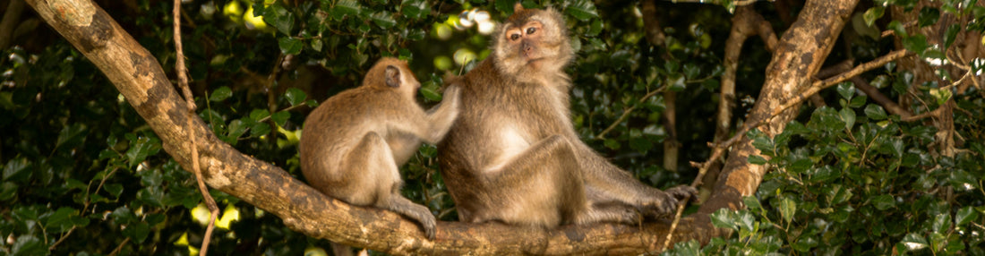 The Transformative Power of Kindness: How Giving and Receiving Heals Us